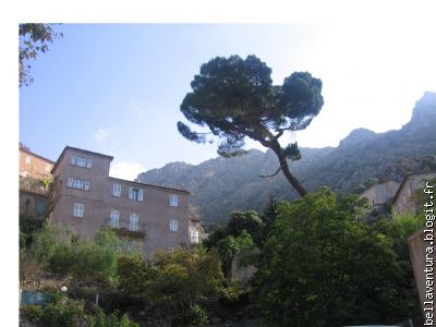 Magnifique ! un spéciment de pin Laricio