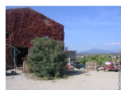 Le vignoble du Domaine d'Orléa