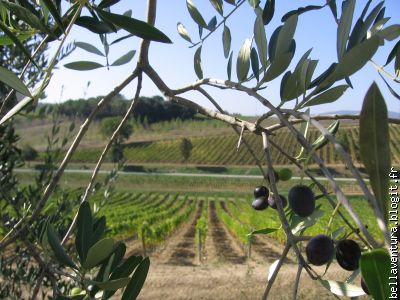 à travers l'olivier, des champs de vignes à perte de vue